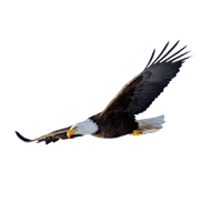 a bald eagle soaring against a black background